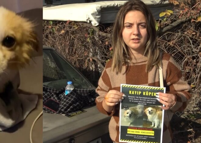 Kafe’de köpeğiyle oturan müşteriye köpek saldırdı